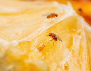 Miniatura: Muszki owocówki znikają same! Goździki...