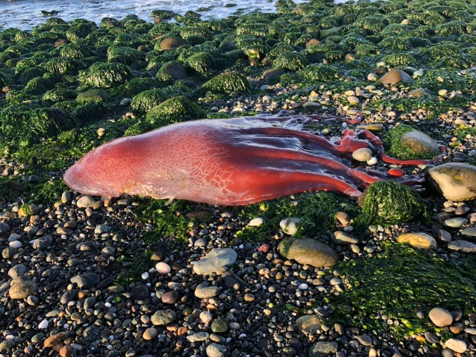Ośmiornica znaleziona na Whidbey Island w stanie Waszyngton w USA 