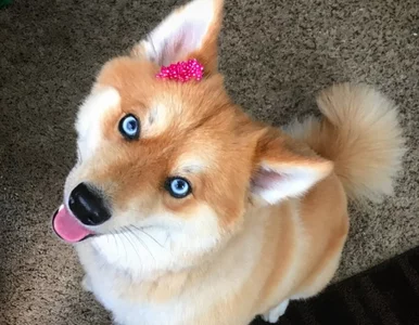 Miniatura: Husky i lis w jednym? Ten pies potrafi...