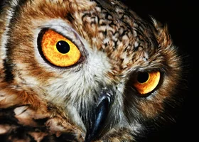 Miniatura: Piątkowy QUIZ z wiedzy ogólnej. Na 6....