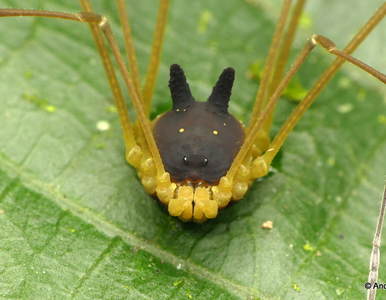 Miniatura: Dziwny pajęczak robi furorę w sieci....