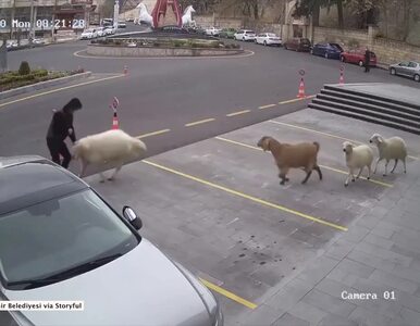 Miniatura: Cztery owce i koza „zaprowadziły” własne...