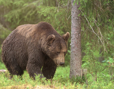 Miniatura: Na Podlasiu grasuje niedźwiedź brunatny....
