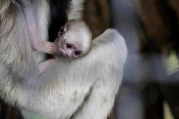 Gibbony w zoo w Płocku 