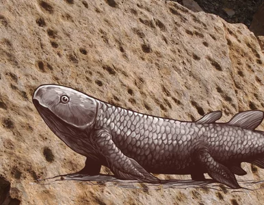 Miniatura: To tutaj ryby sprzed setek milionów lat...