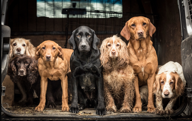 Miniatura: Psi fotograf roku 2018 - zwycięzcy w...