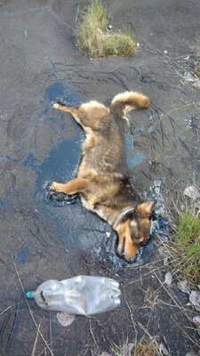 Miniatura: Suwałki. Znaleziono psa przyklejonego do...