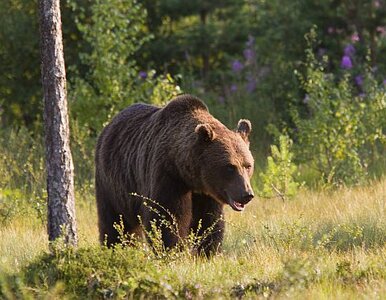 Miniatura: Bieszczady: niedźwiedź atakuje! 55-latek...