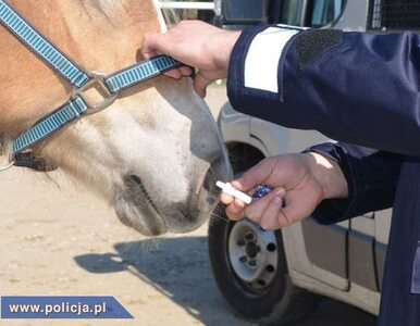 Miniatura: Policja przekonuje - koń lepszy niż...