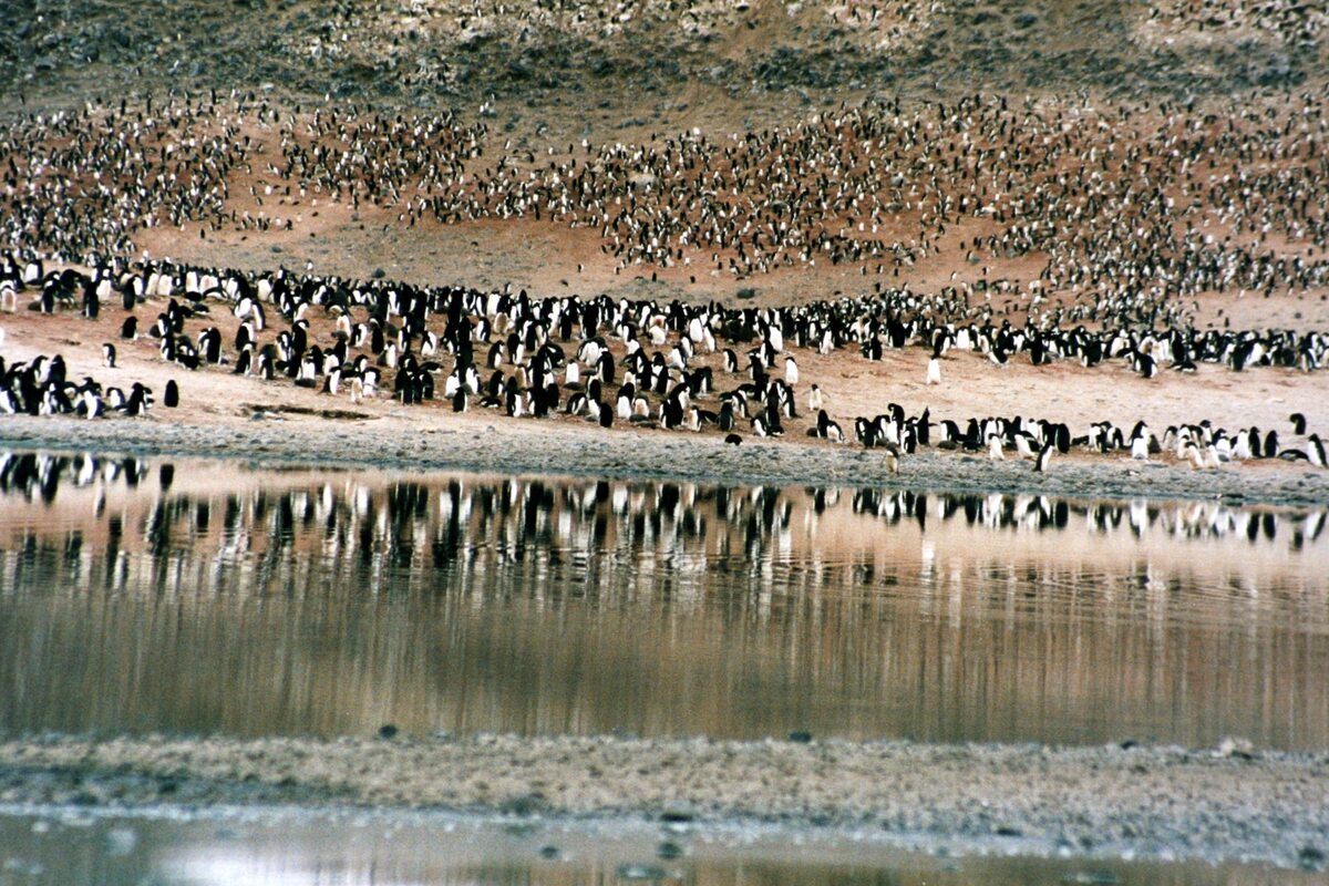Kolonia pingwinów Adeli na przylądku Adare’a 