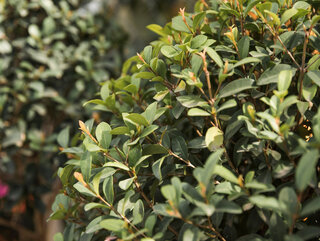 Ostrokrzew karbowanolistny (Ilex crenata)
