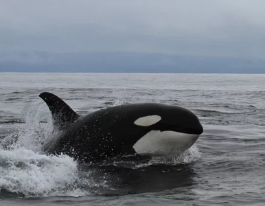 Miniatura: Orki zaatakowały jacht. Kolejny już raz