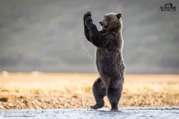 Finaliści konkursu Comedy Wildlife Photo Awards 2021 