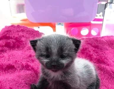 Miniatura: Tego maleńkiego kotka znaleziono na...