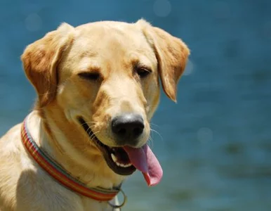 Miniatura: Pies pożarł ul i dostał nagrodę