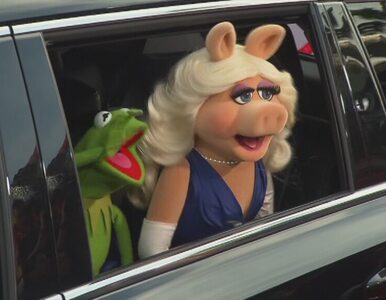 Miniatura: Miss Piggy i Kermit nie są już parą....