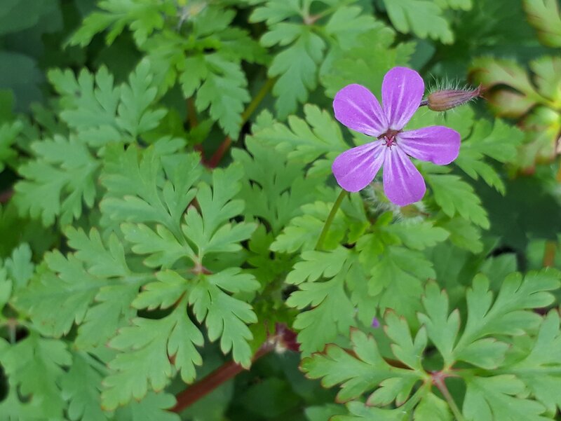 Bodziszek cuchnący, Geranium robertianum