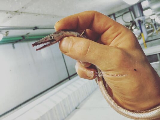 Miniatura: Nietypowe połowy to jego specjalność....