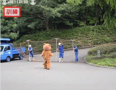 Miniatura: Ucieczka lwa w japońskim zoo. Było raczej...
