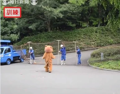 Miniatura: Ucieczka lwa w japońskim zoo. Było raczej...