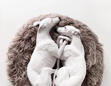 Miniatura: Zdjęcia tych psów wyglądają jak dzieła...