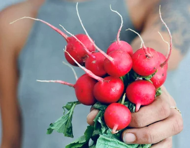 Miniatura: Jak zapisać nazwę tej rośliny?