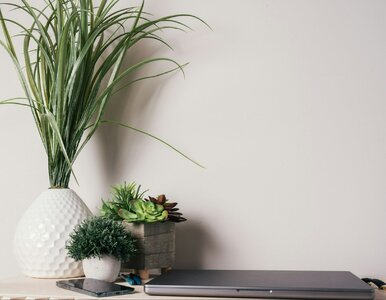 Miniatura: Quiz ortograficzny ze szkolnej ławki....