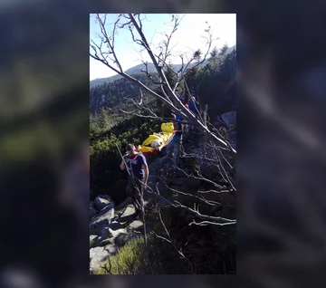 Wycieńczony pies został zniesiony na noszach 