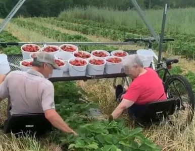 Miniatura: Niezwykły wynalazek stał się hitem...