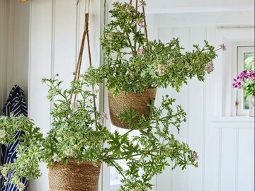 Geranium