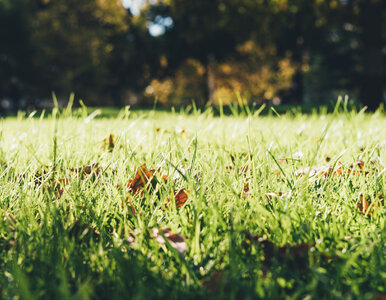 Miniatura: Widzisz łyse placki na trawniku? Nie...