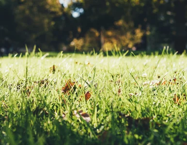 Miniatura: Widzisz łyse placki na trawniku? Nie...