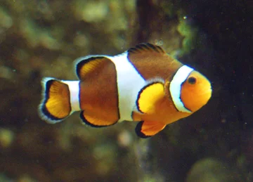 Błazenek Amphiprion ocellaris 