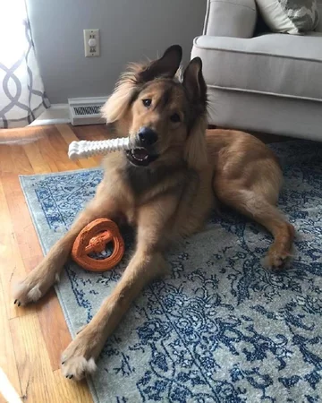 Shepherd Chow - połączenie chow chow i owczarka niemieckiego 