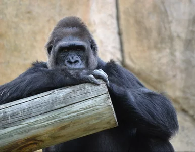 Miniatura: Koszmar w zoo. Pracownicy nie zamknęli goryla