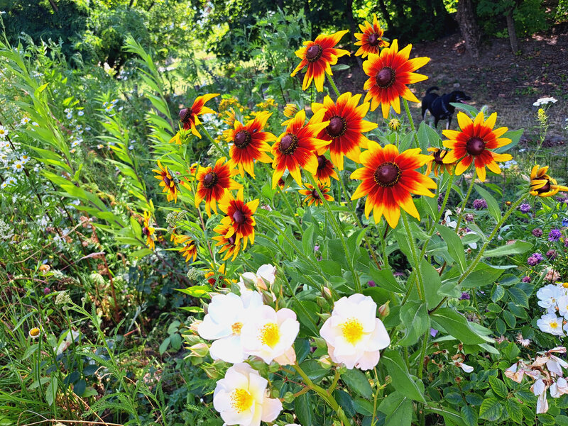 Rudbekie w ogrodzie naturalistycznym