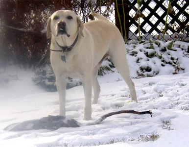 Miniatura: Pies i pan wpadli na siebie po latach....