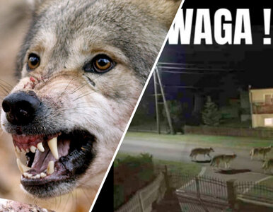 Miniatura: Internet obiegło niepokojące zdjęcie....