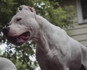 Dogo Argentino 