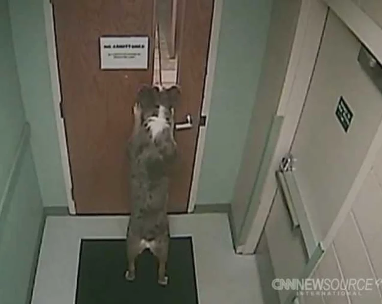 Miniatura: Pies uciekł ze schroniska. Jak? "Normalnie"