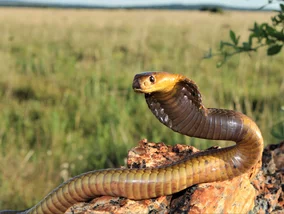 Miniatura: Najbardziej jadowity wąż świata? Będziesz...