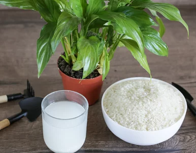 Miniatura: Odżywka z ryżu – hit czy mit? Sprawdź, czy...