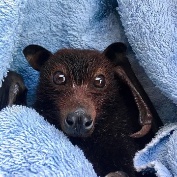 Podopieczni organizacji Bats Queensland 