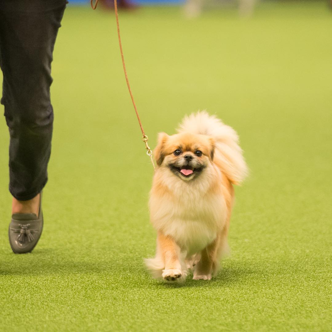 Psy na Crufts 