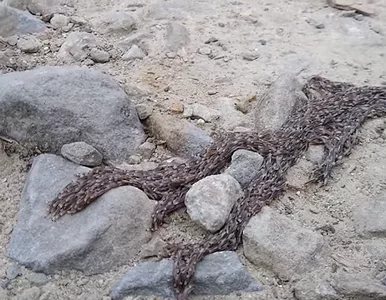 Miniatura: Wideo tylko dla najwytrwalszych....