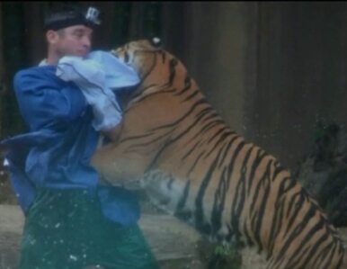 Miniatura: Tygrys zaatakował tresera w zoo. 33-latek...