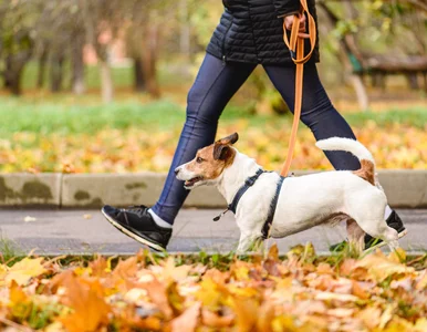 Miniatura: Pogorszenie nastroju jesienią. Jak Polacy...