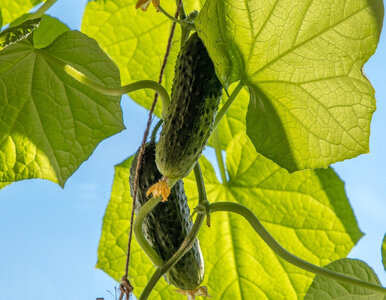 Miniatura: Zapomnij o nawozach. Kosze pełne plonów, a...