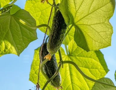 Miniatura: Zapomnij o nawozach. Kosze pełne plonów, a...