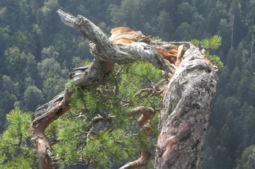 „Amputacja” na szczycie Sokolicy 